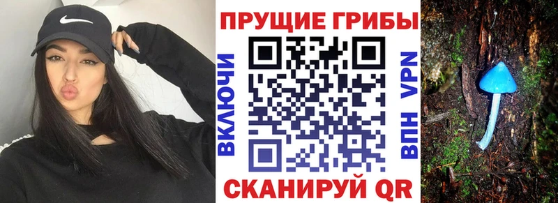 купить   Окуловка  Галлюциногенные грибы Cubensis 